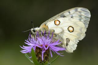 Para ampliar Parnassius apollo (Linnaeus, 1758) Apolo hacer clic