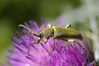 Para ampliar Lepturobosca virens (Linnaeus, 1758) Longicornio verdiamarillo hacer clic