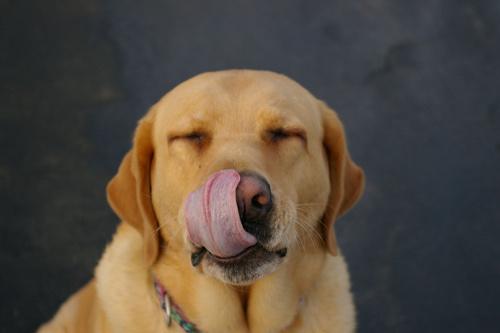 niños y mascotas perro chupandose la nariz
