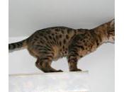 Cómo ejercitar gato dentro casa