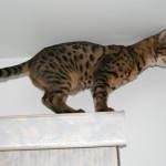 Cómo ejercitar a un gato dentro de casa ejercitar a un gato dentro de casa