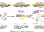Tipos portadores electrones
