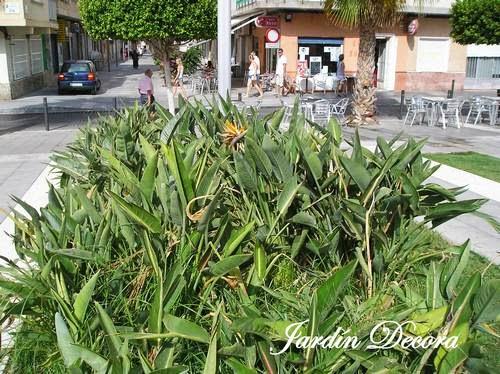 ave-del-paraiso-strelitzia-reginae-planta