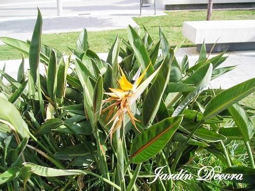 ave-del-paraiso-strelitzia-reginae-flor