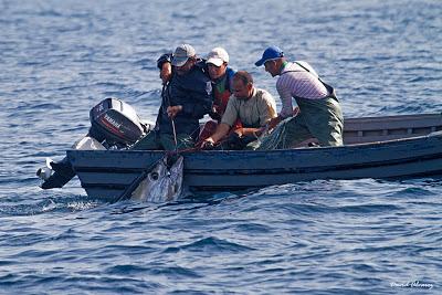 La pesca tradicional del Atún rojo en Marruecos