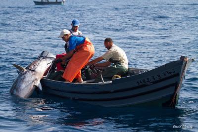 La pesca tradicional del Atún rojo en Marruecos