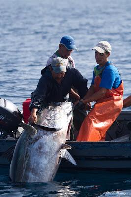 La pesca tradicional del Atún rojo en Marruecos