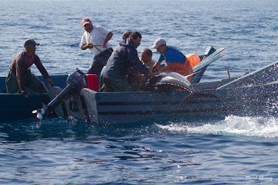 La pesca tradicional del Atún rojo en Marruecos