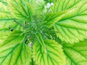 Jugos infusiones para diabéticos