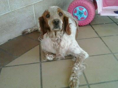 BRETON DE 5 AÑOS, SU DUEÑO HA FALLECIDO Y LO LLEVAN A LA PERRERA. (VALENCIA)