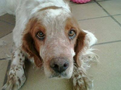 BRETON DE 5 AÑOS, SU DUEÑO HA FALLECIDO Y LO LLEVAN A LA PERRERA. (VALENCIA)