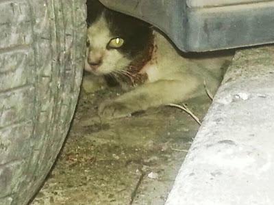 MUY URGENTE!! AUGUST, MURIENDO BAJO UN COCHE.