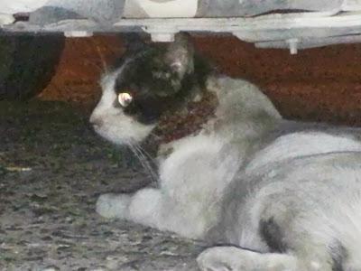 MUY URGENTE!! AUGUST, MURIENDO BAJO UN COCHE.