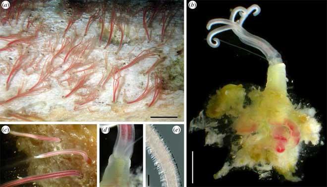 gusanos marinos osedax
