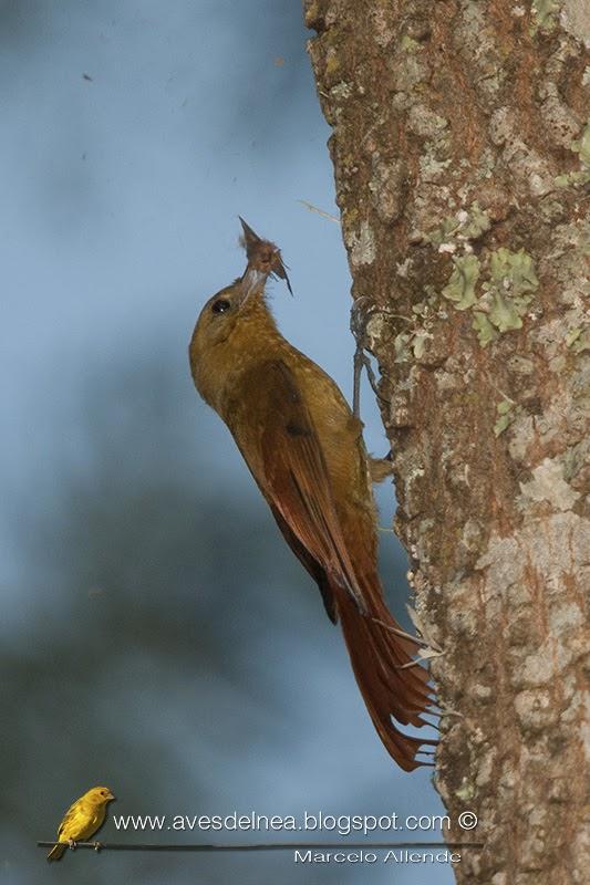 Tarefero (Olivaceous Woodcreeper) Sittasomus griseicapillus