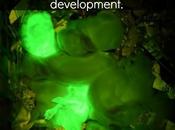 Conejos fluorescentes