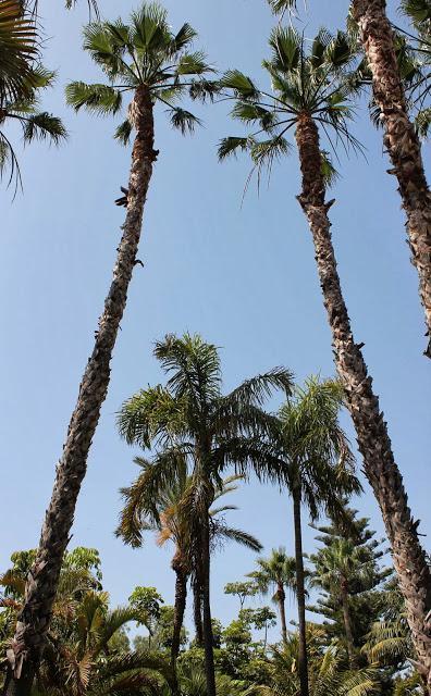 Ya se lo que quiero, Blog Gastronómico de #Almuñecar 2013.