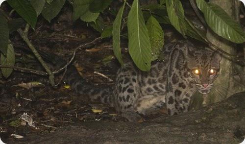 leopardo nublado