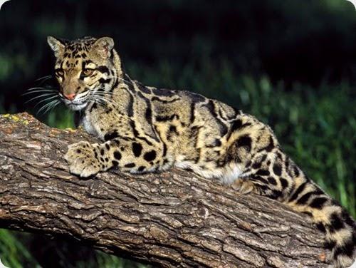 leopardo nublado2