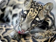 Clouded Leopards