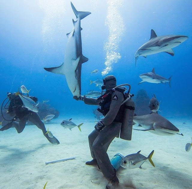 ¿Es posible hipnotizar a un tiburón? Solo si le tocas el hocico