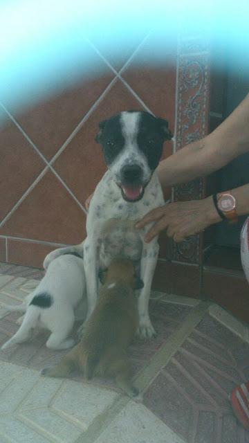 MAMA CRUCE BULLDOG FRANCÉS Y TRES CACHORROS EN LA CALLE. (SEVILLA)