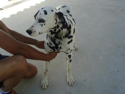 LOS MATAN EL JUEVES 22 DE AGOSTO EN LA PERRERA DE BADAJOZ, 13 PERROS BUENOS E INOCENTES.