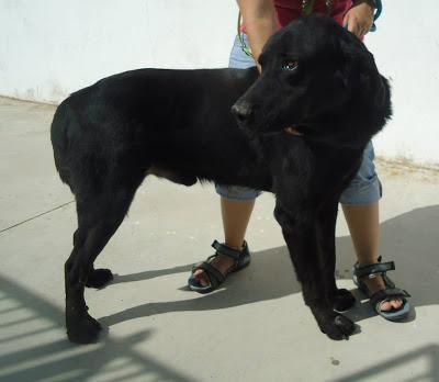 LOS MATAN EL JUEVES 22 DE AGOSTO EN LA PERRERA DE BADAJOZ, 13 PERROS BUENOS E INOCENTES.