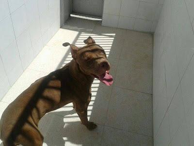 LOS MATAN EL JUEVES 22 DE AGOSTO EN LA PERRERA DE BADAJOZ, 13 PERROS BUENOS E INOCENTES.