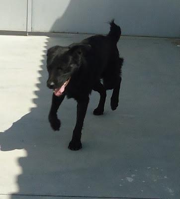 LOS MATAN EL JUEVES 22 DE AGOSTO EN LA PERRERA DE BADAJOZ, 13 PERROS BUENOS E INOCENTES.