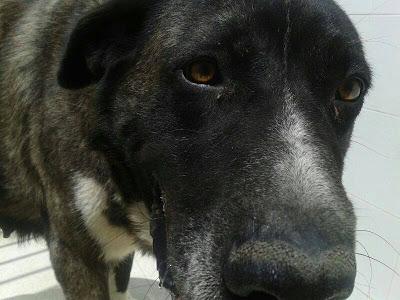 LOS MATAN EL JUEVES 22 DE AGOSTO EN LA PERRERA DE BADAJOZ, 13 PERROS BUENOS E INOCENTES.