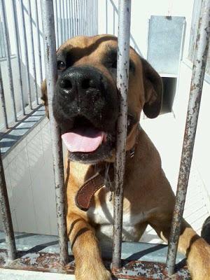 LOS MATAN EL JUEVES 22 DE AGOSTO EN LA PERRERA DE BADAJOZ, 13 PERROS BUENOS E INOCENTES.