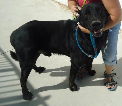 LOS MATAN EL JUEVES 22 DE AGOSTO EN LA PERRERA DE BADAJOZ, 13 PERROS BUENOS E INOCENTES.