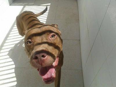 LOS MATAN EL JUEVES 22 DE AGOSTO EN LA PERRERA DE BADAJOZ, 13 PERROS BUENOS E INOCENTES.