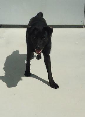 LOS MATAN EL JUEVES 22 DE AGOSTO EN LA PERRERA DE BADAJOZ, 13 PERROS BUENOS E INOCENTES.