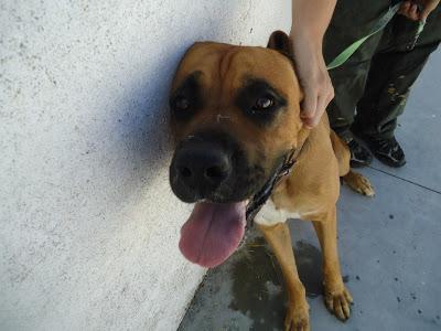 LOS MATAN EL JUEVES 22 DE AGOSTO EN LA PERRERA DE BADAJOZ, 13 PERROS BUENOS E INOCENTES.