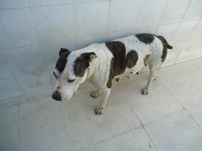 LOS MATAN EL JUEVES 22 DE AGOSTO EN LA PERRERA DE BADAJOZ, 13 PERROS BUENOS E INOCENTES.