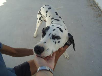 LOS MATAN EL JUEVES 22 DE AGOSTO EN LA PERRERA DE BADAJOZ, 13 PERROS BUENOS E INOCENTES.