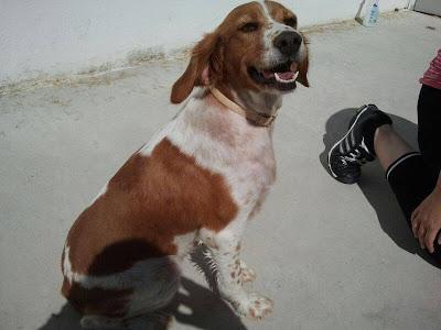 LOS MATAN EL JUEVES 22 DE AGOSTO EN LA PERRERA DE BADAJOZ, 13 PERROS BUENOS E INOCENTES.