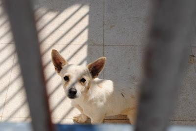 LOS MATAN EL JUEVES 22 DE AGOSTO EN LA PERRERA DE BADAJOZ, 13 PERROS BUENOS E INOCENTES.
