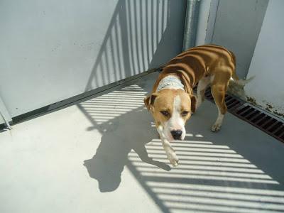 LOS MATAN EL JUEVES 22 DE AGOSTO EN LA PERRERA DE BADAJOZ, 13 PERROS BUENOS E INOCENTES.