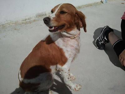 LOS MATAN EL JUEVES 22 DE AGOSTO EN LA PERRERA DE BADAJOZ, 13 PERROS BUENOS E INOCENTES.