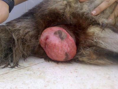 LOS MATAN EL JUEVES 22 DE AGOSTO EN LA PERRERA DE BADAJOZ, 13 PERROS BUENOS E INOCENTES.