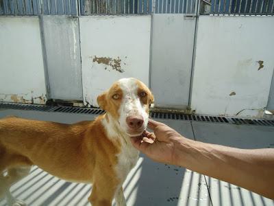 LOS MATAN EL JUEVES 22 DE AGOSTO EN LA PERRERA DE BADAJOZ, 13 PERROS BUENOS E INOCENTES.