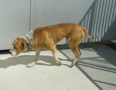 LOS MATAN EL JUEVES 22 DE AGOSTO EN LA PERRERA DE BADAJOZ, 13 PERROS BUENOS E INOCENTES.