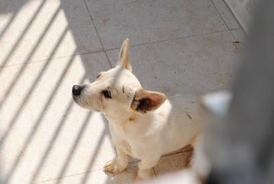 LOS MATAN EL JUEVES 22 DE AGOSTO EN LA PERRERA DE BADAJOZ, 13 PERROS BUENOS E INOCENTES.