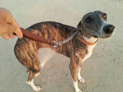 URGENTE ACOGIDA!! LUPE, GALGA TIRADA A LA CALLE Y EN CELO. (SEVILLA).