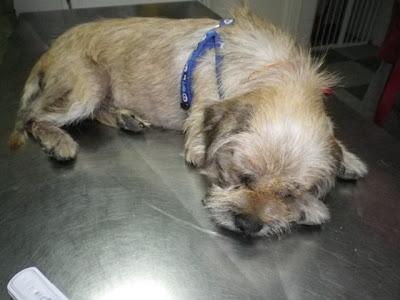 Alfa, buscaba un rincón dónde dejarse morir (Sevilla)