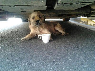 Alfa, buscaba un rincón dónde dejarse morir (Sevilla)