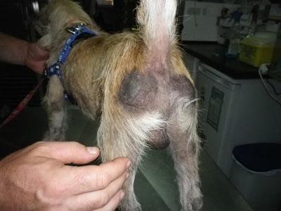 Alfa, buscaba un rincón dónde dejarse morir (Sevilla)